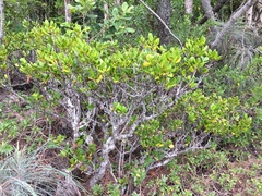 Cyclophyllum tenuipes