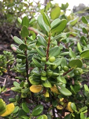 Cyclophyllum tenuipes