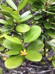 Cyclophyllum tenuipes
