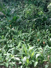 Heliconia psittacorum