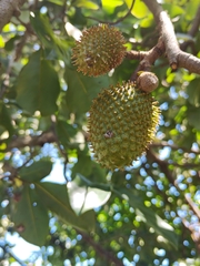 Annona muricata