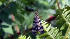 Panorpa meridionalis