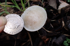 Clitocybe