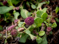 Sphaeromorphaea australis