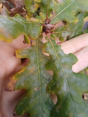 Erysiphe alphitoides