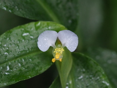 Commelina paludosa