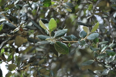 Quercus ilex