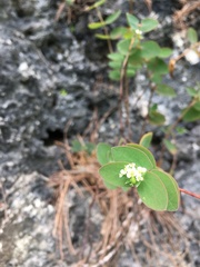 Euphorbia obliqua