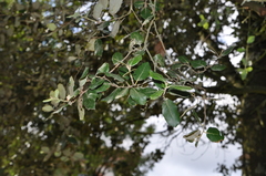 Quercus ilex