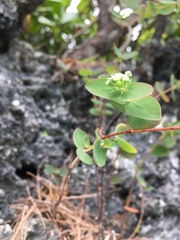 Euphorbia obliqua