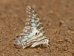 Graphium antheus