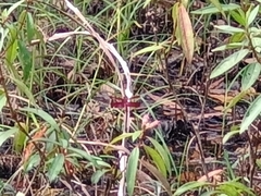 Camacinia gigantea