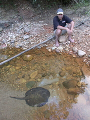 Potamotrygon histrix