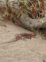 Liolaemus zapallarensis