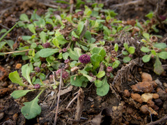 Sphaeromorphaea australis