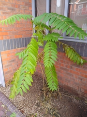 Ailanthus altissima