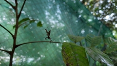 Micrathena sexspinosa