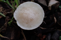 Clitocybe