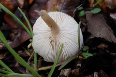 Clitocybe
