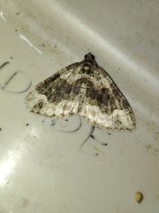 Catarhoe basochesiata