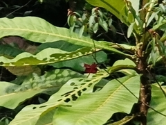 Camacinia gigantea