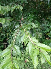 Casearia sylvestris
