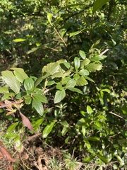 Crataegus mexicana