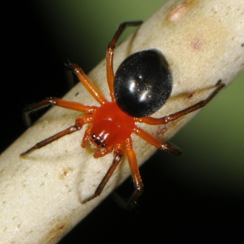 Peatland Sheetweb Weaver