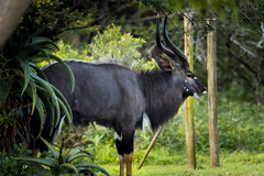 Tragelaphus angasii