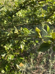 Crataegus mexicana