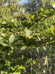Crataegus mexicana