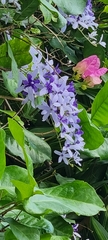 Petrea volubilis