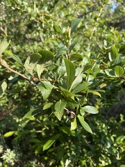 Crataegus mexicana