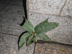 Ficus virens