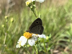 Ypthima norma