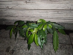 Ficus virens