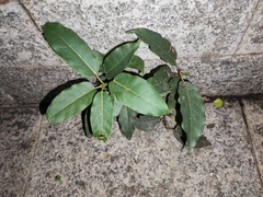 Ficus virens