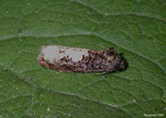 Epiblema dorsisuffusana