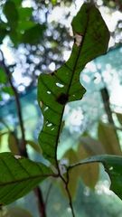 Eriophora edax
