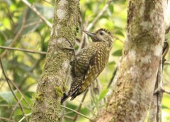 Dryobates spilogaster