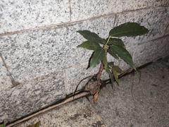 Ficus virens