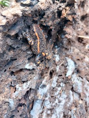 Phrynomantis bifasciatus