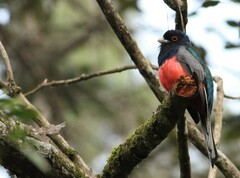 Trogon surrucura
