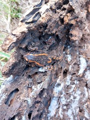 Phrynomantis bifasciatus