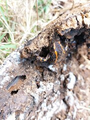 Phrynomantis bifasciatus