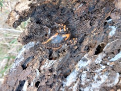 Phrynomantis bifasciatus