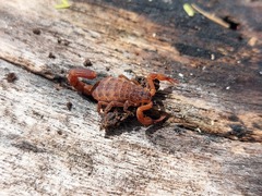 Pseudolychas pegleri