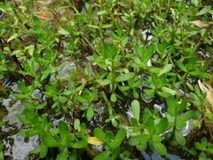 Bacopa