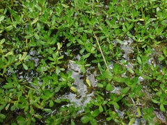 Bacopa