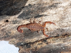 Pseudolychas pegleri